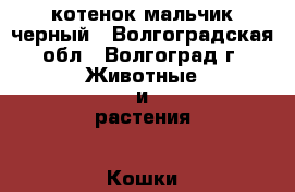 котенок мальчик черный - Волгоградская обл., Волгоград г. Животные и растения » Кошки   . Волгоградская обл.,Волгоград г.